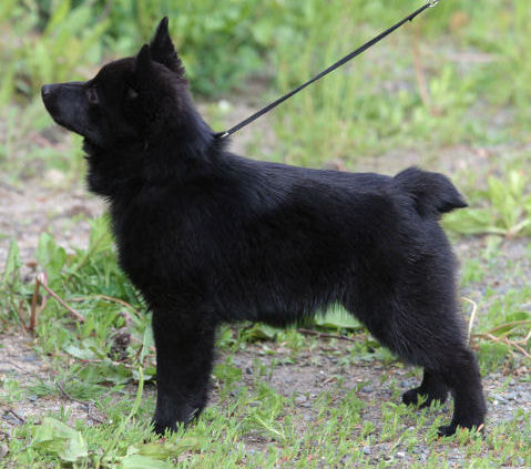 what dog breeds have naturally bobbed tails