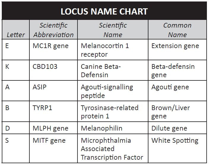 Genetics Chart Name